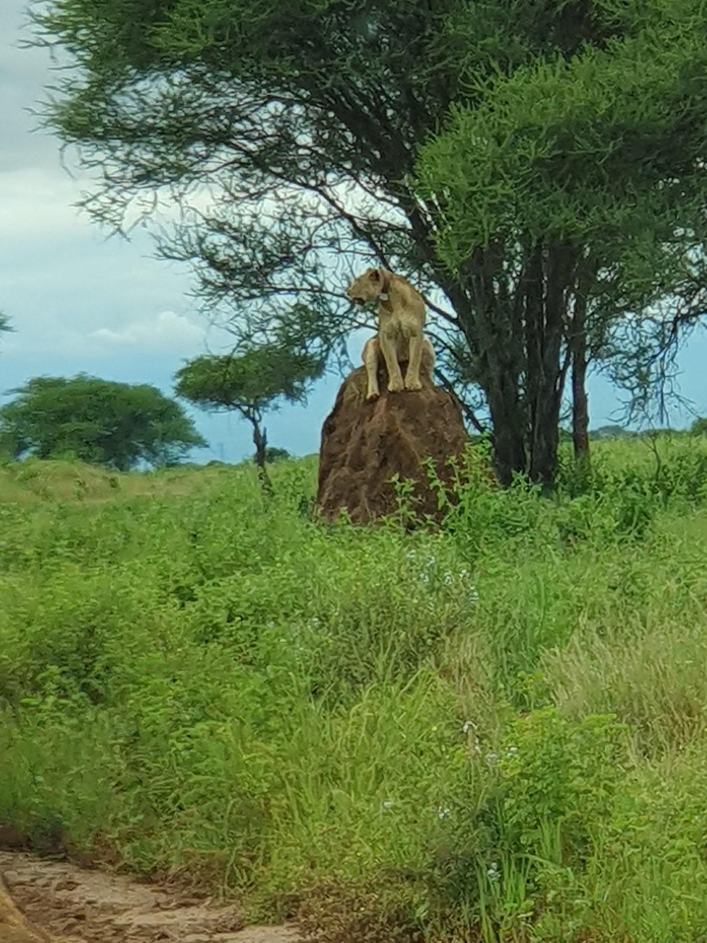 Gruppen-Traumurlaub in Tansania: Ferienhaus & Safari inklusive