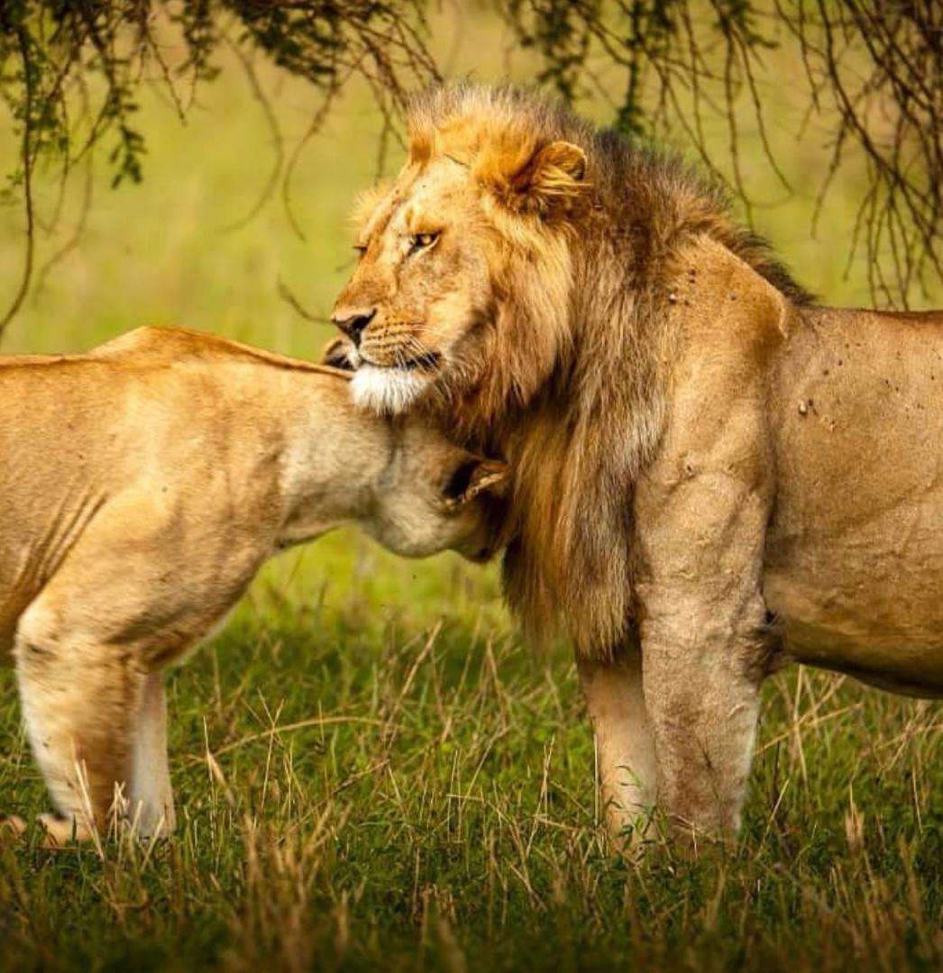 Löwen in der Serengeti
