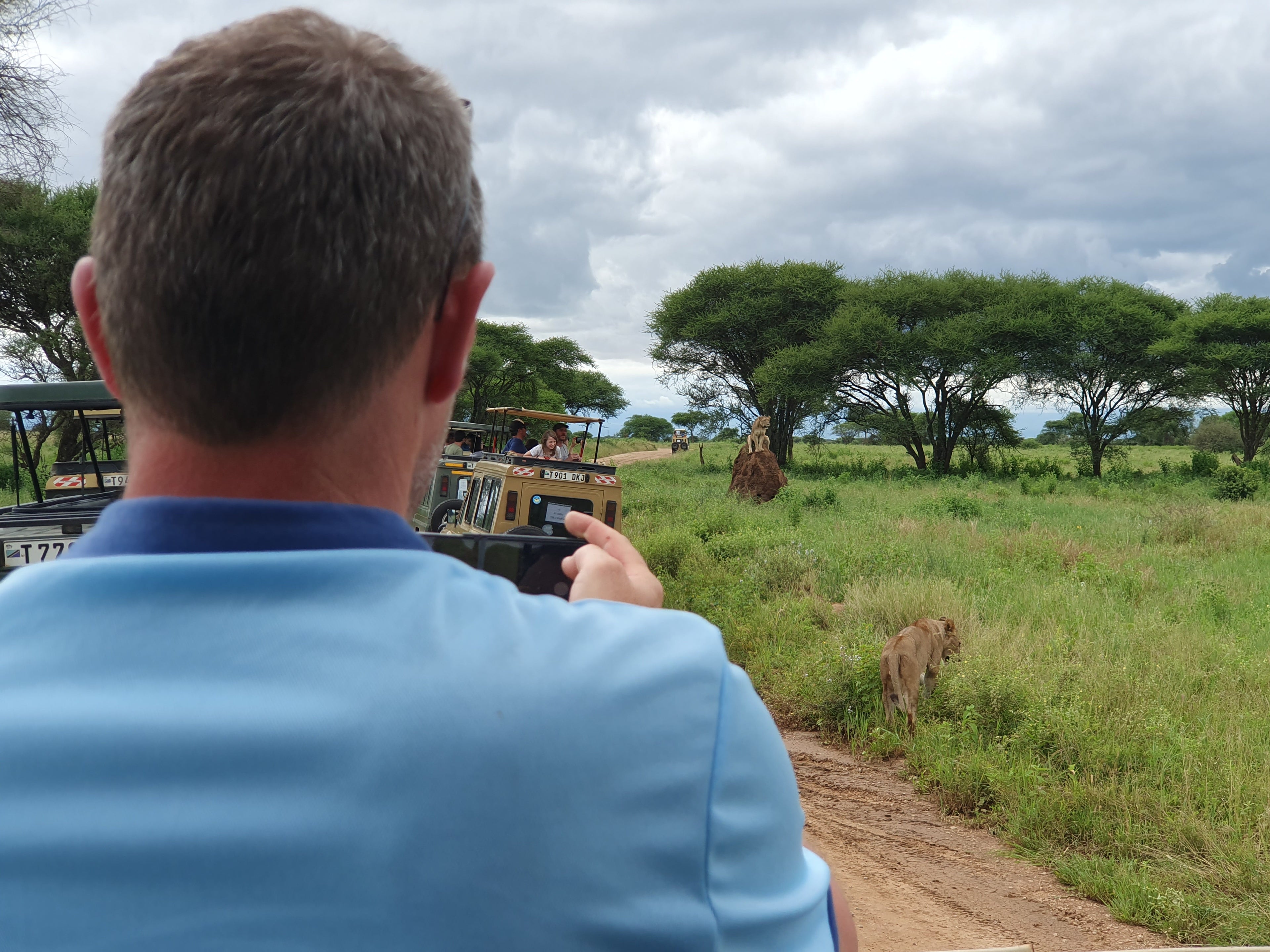 Löwen in der Tarangire