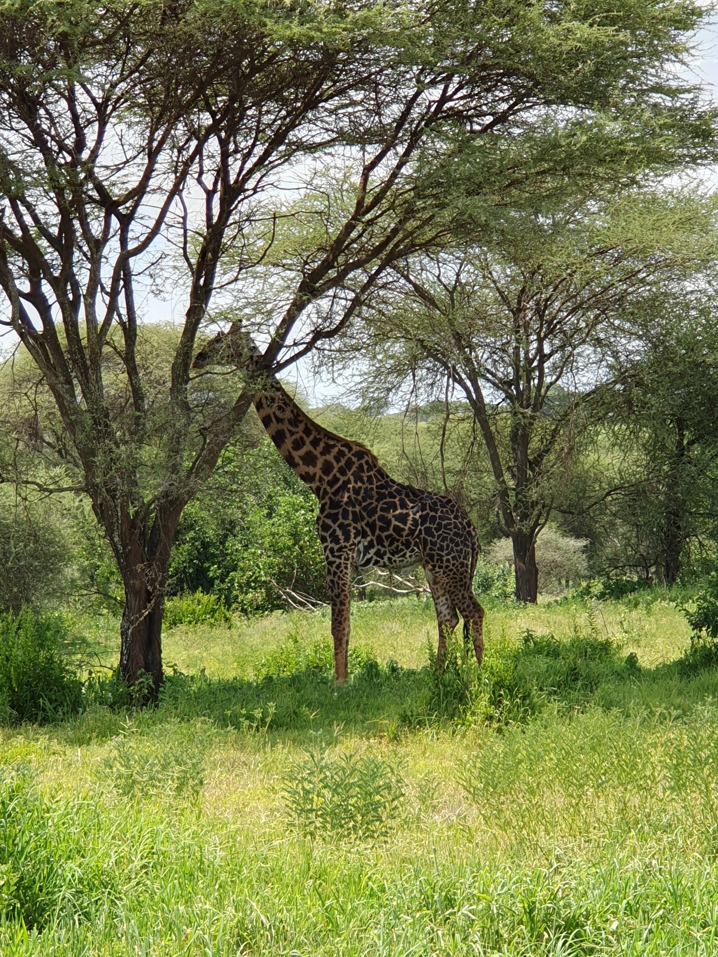 Gruppen-Traumurlaub in Tansania: Ferienhaus & Safari inklusive