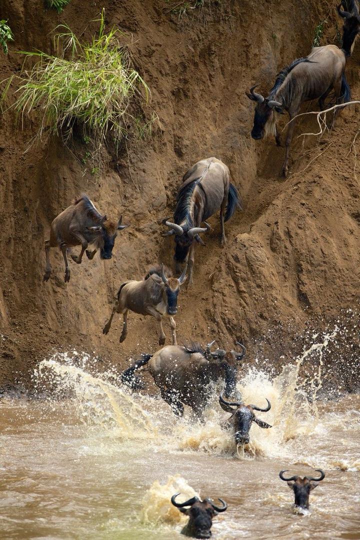 Tierwanderung im Serengeti-Nationalpark