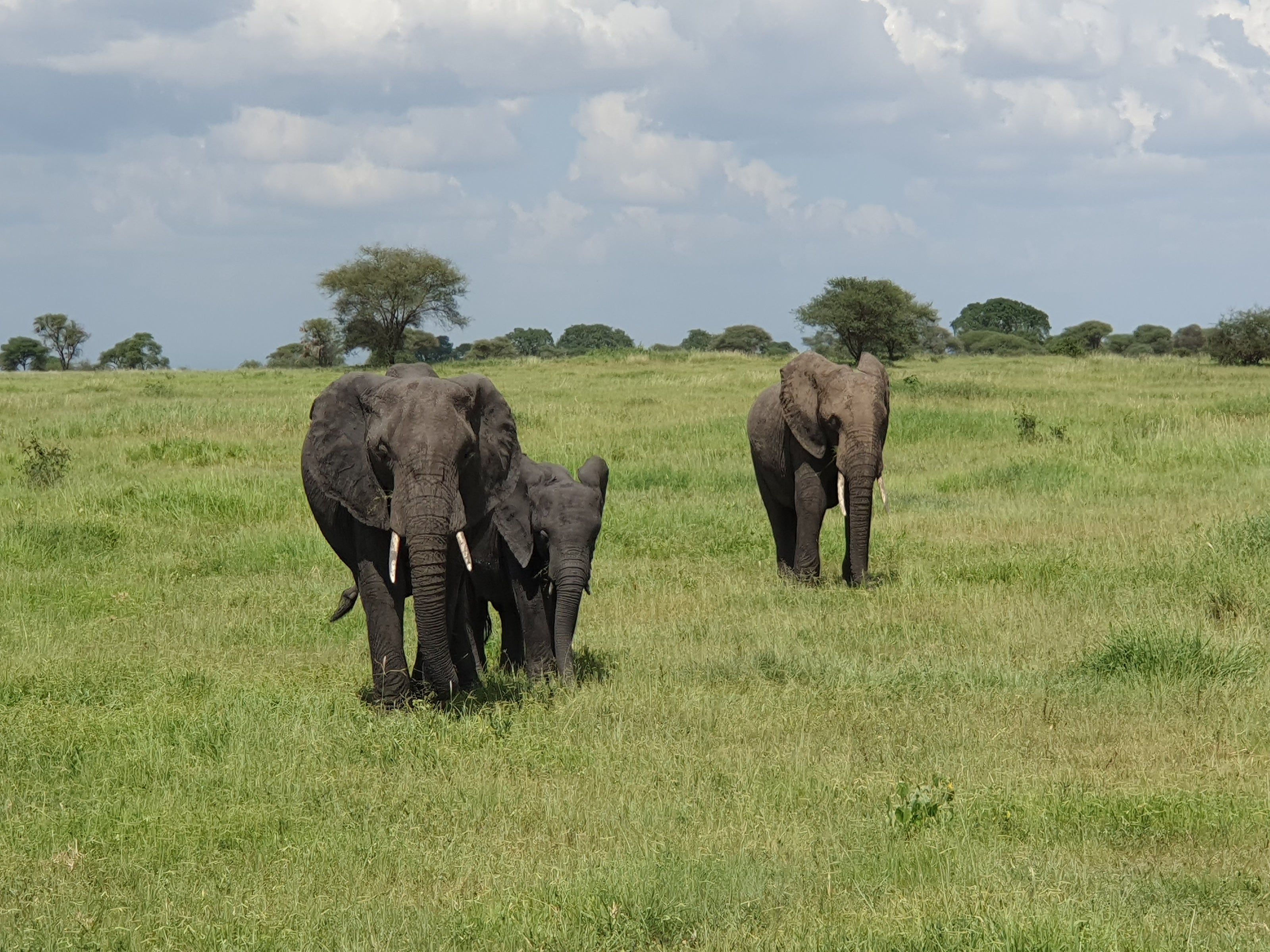 Elefanten im Tarangire-Nationalpark