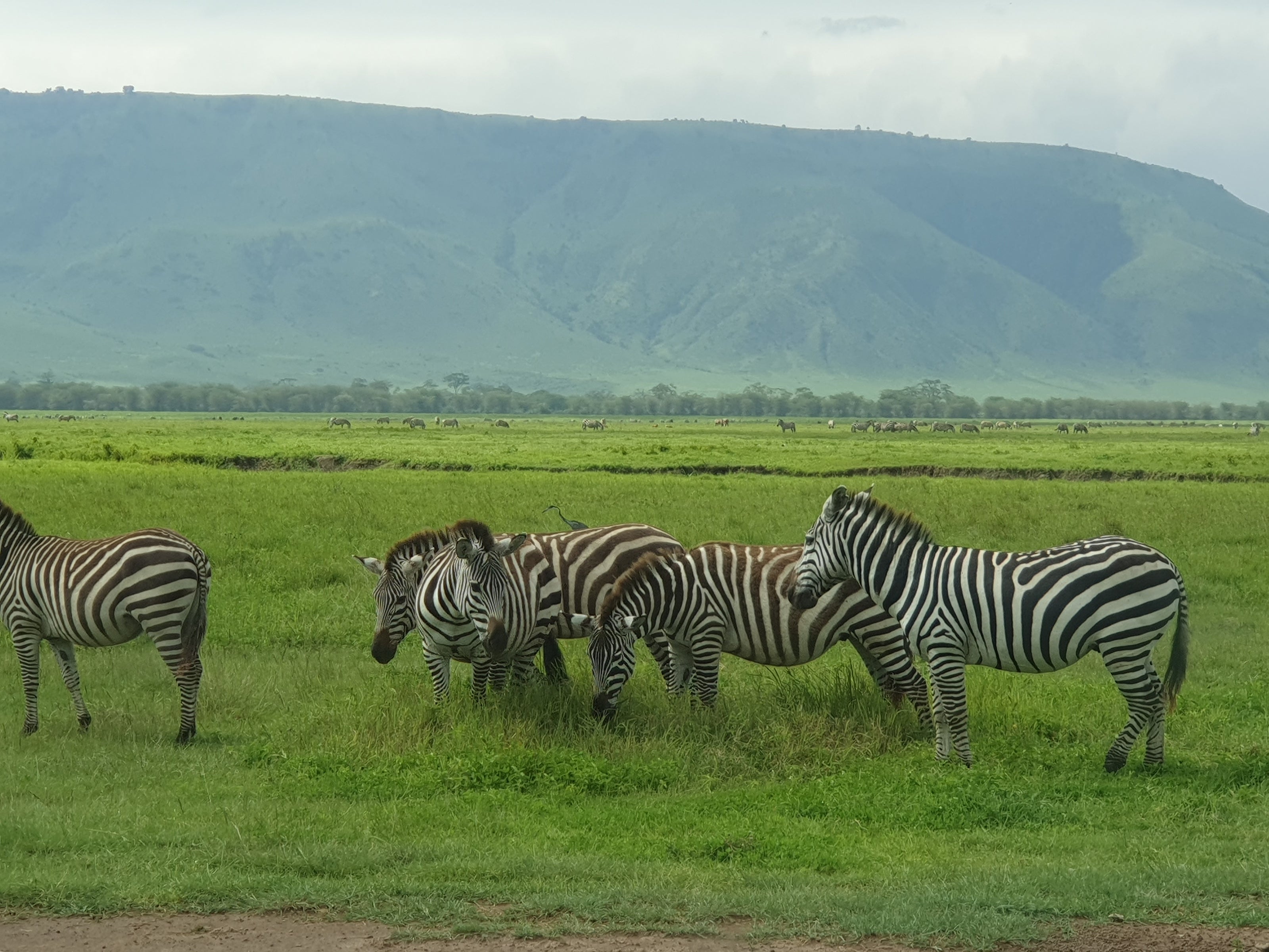Boden des Ngorongoro-Kraters